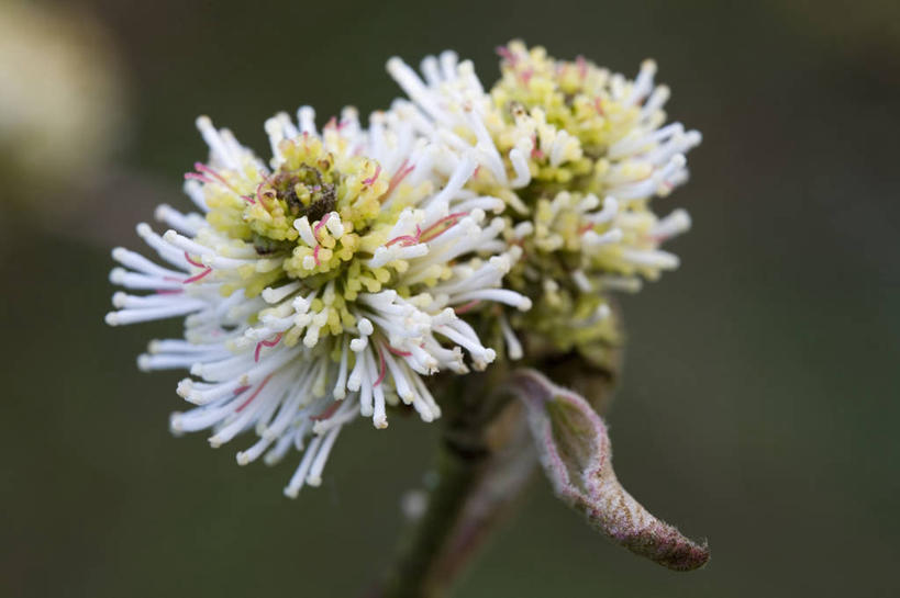 无人,横图,室外,特写,白天,美景,景观,花,白色,自然,春天,景色,摄影,灌木,环境,自然风光,柔焦,落叶树,彩图,月