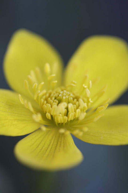 无人,竖图,室外,特写,白天,留白,美景,植物,盛开,景观,花蕾,花,花瓣,花朵,鲜花,一朵,一个,黄色,自然,夏天,花苞,花蕊,景色,摄影,单个,部分,环境,分别,脆弱,雄蕊,清新,自然风光,柔焦,离别,长生菊,黄金盏,金盏花,金盏菊,醒酒花,惜别,彩图,全画面,全框架,全帧,沼泽金盏花,全画幅,多年生植物,长生花
