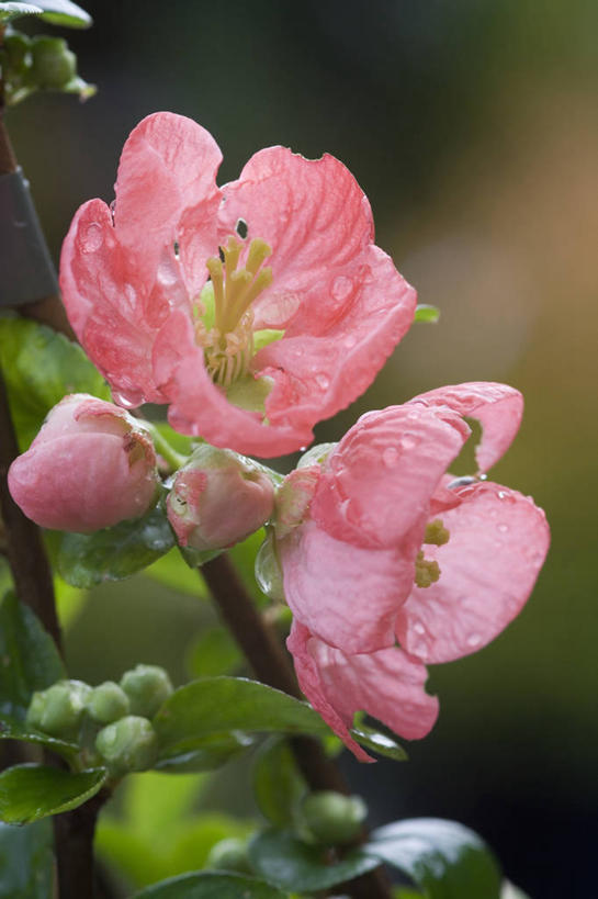 无人,竖图,室外,特写,白天,留白,美景,水,雨,植物,木瓜,水果,湿,景观,水滴,枝,花,花瓣,粉色,自然,春天,雨滴,景色,摄影,灌木,环境,清新,自然风光,苍白,温柏,茶花,彩图,全画面,全框架,全帧,全画幅