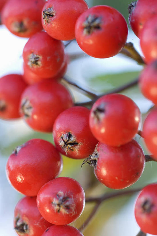 无人,竖图,室外,特写,白天,微距,美景,浆果,水果,景观,食品,种子,枝,饮食,树,红色,自然,景色,忧伤,摄影,环境,美好,清新,自然风光,善良,痛苦,忠诚,落叶树,花楸,红果臭山槐,百华花楸,马加木,秋天,彩图,全画面,全框架,全帧,哭泣,欧洲花楸,全画幅