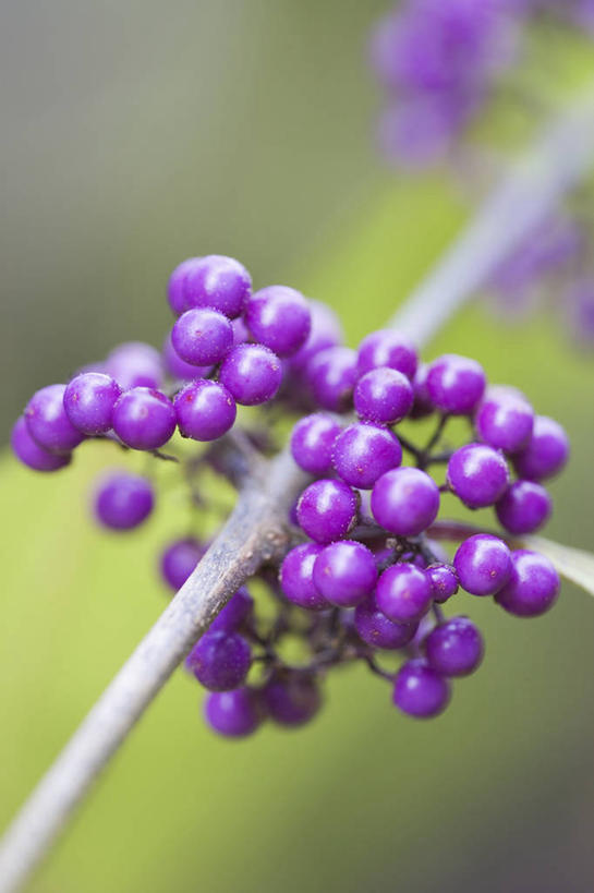 无人,竖图,室外,特写,白天,留白,美景,植物,浆果,水果,丰富,景观,冬天,食品,种子,枝,紫色,自然,景色,摄影,灌木,环境,自然风光,落叶树,紫珠,彩图,全画面,全框架,全帧,全画幅