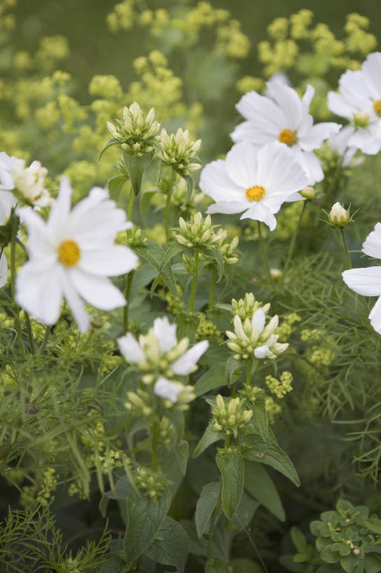 无人,竖图,室外,白天,友谊,美景,植物,种植,景观,花,花瓣,绿色,白色,自然,花束,夏天,景色,摄影,大波斯菊,多样,环境,自然风光,彩图,全画面,全框架,全帧,斗蓬草,全画幅,多年生植物