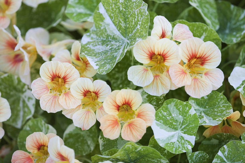 无人,攀登,横图,室外,特写,白天,美景,植物,叶子,花坛,景观,饮食,花,花瓣,粉色,自然,夏天,橙色,桃,景色,摄影,环境,自然风光,户外活动,旱金莲花,苍白,水芹,彩图,全画面,全框架,全帧,全画幅