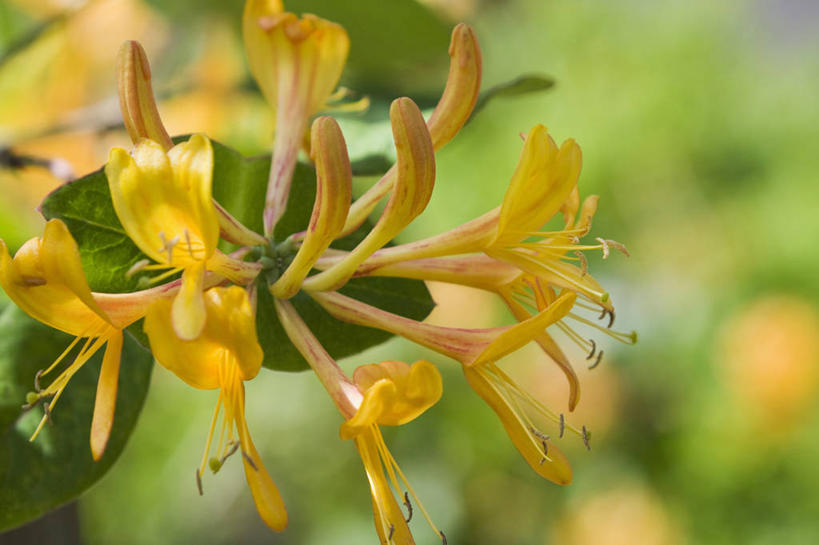 无人,攀登,横图,彩色,室外,特写,白天,留白,美景,植物,景观,花,花瓣,黄色,自然,夏天,橙色,景色,摄影,生长,灌木,五颜六色,环境,色彩斑斓,清新,自然风光,柔焦,五彩缤纷,户外活动,落叶树,忍冬,五彩斑斓,五光十色,彩图,全画面,全框架,全帧,全画幅