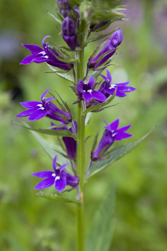 无人,竖图,彩色,室外,特写,白天,留白,美景,植物,花坛,景观,花,花瓣,紫色,自然,夏天,景色,摄影,五颜六色,环境,色彩斑斓,自然风光,柔焦,五彩缤纷,五彩斑斓,五光十色,彩图,全画面,全框架,全帧,全画幅,半边莲属