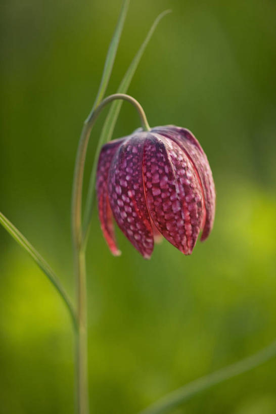 无人,竖图,室外,特写,白天,留白,美景,植物,百合花,盛开,斑点,景观,花蕾,花,花瓣,花朵,鲜花,一朵,一个,粉色,自然,春天,花苞,花蕊,景色,摄影,单个,环境,清新,自然风光,柔焦,强瞿,花格贝母,式样,贝母,百合,倒仙,番韭,山丹,彩图