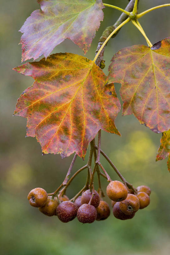 无人,竖图,室外,特写,白天,留白,美景,植物,浆果,水果,叶子,景观,食品,褐色,种子,树,自然,橙色,景色,季节,转,忧伤,摄影,环境,美好,自然风光,善良,痛苦,改变,忠诚,落叶树,花楸,红果臭山槐,百华花楸,马加木,叶脉,秋天,彩图,全画面,全框架,全帧,哭泣,欧洲花楸,全画幅,月