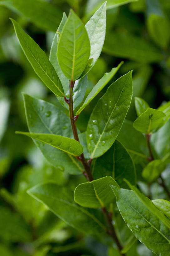 无人,竖图,室外,特写,白天,美景,水,植物,叶子,湿,液体,景观,水滴,海湾,饮食,自然,夏天,景色,摄影,灌木,环境,草本,清新,自然风光,月桂树,常绿树,彩图,全画面,全框架,全帧,全画幅