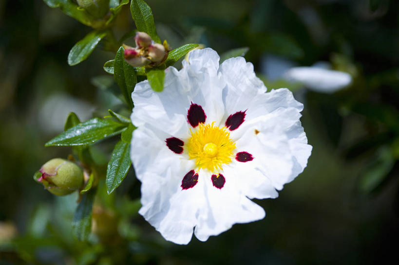 无人,横图,室外,特写,白天,留白,美景,植物,盛开,景观,花蕾,花,花瓣,花朵,鲜花,一朵,一个,黄色,红色,白色,自然,夏天,花苞,花蕊,景色,摄影,单个,灌木,环境,清新,自然风光,常绿树,式样,岩蔷薇,彩图