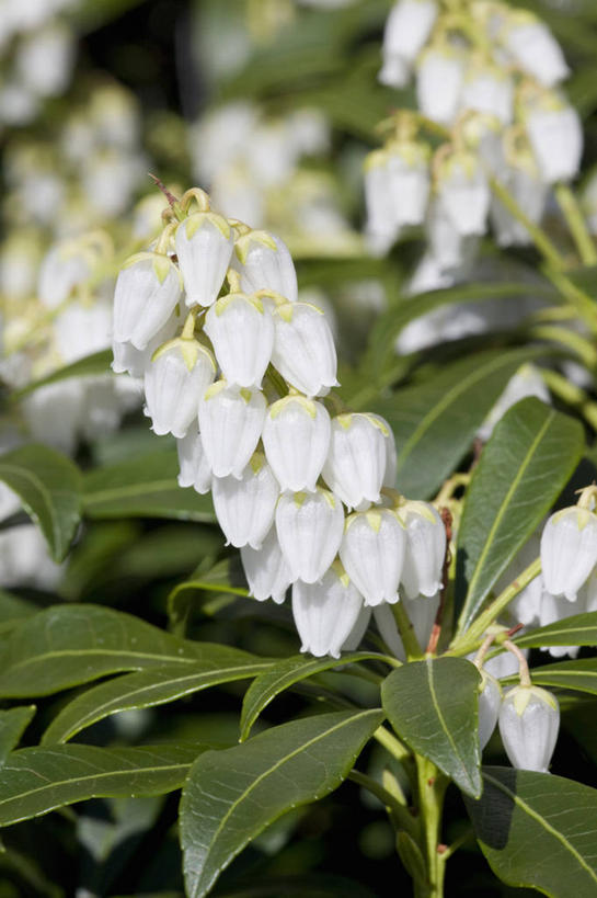 无人,竖图,室外,特写,白天,美景,植物,叶子,光线,景观,光芒,花,花瓣,白色,自然,春天,景色,摄影,灌木,环境,清新,自然风光,柔焦,纯净,苍白,白蝴蝶,彩图,全画面,全框架,全帧,全画幅
