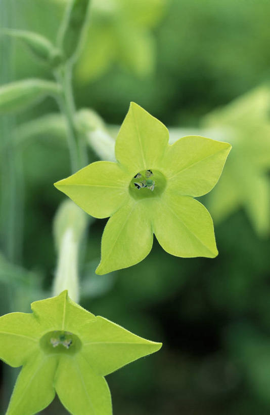 无人,竖图,室外,特写,白天,留白,农作物,美景,植物,景观,床上用品,花,花瓣,绿色,自然,装饰物,夏天,景色,摄影,环境,清新,自然风光,柔焦,花烟草,烟草,彩图