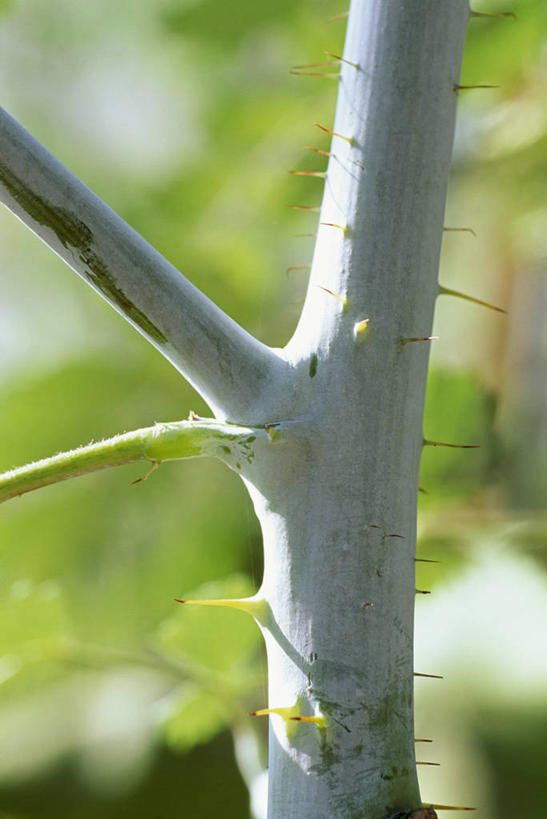 无人,竖图,室外,特写,白天,留白,美景,植物,浆果,水果,锐利,景观,茎,灰色,自然,景色,摄影,生长,环境,锋利,尖锐,荆棘,自然风光,黑刺莓,彩图,全画面,全框架,全帧,全画幅