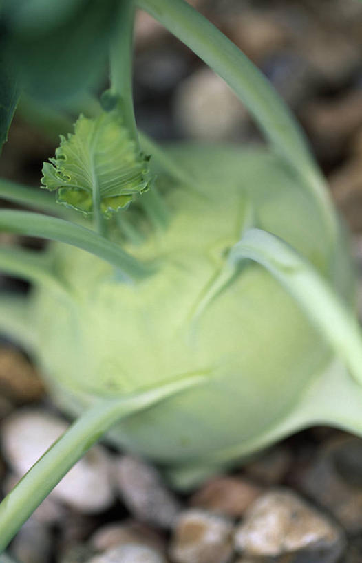 无人,竖图,室外,特写,白天,留白,快乐,美景,植物,床,家具,蔬菜,景观,食品,茎,芜菁,饮品,饮食,藏红花,食物,饮料,一个,自然,甘蓝,景色,摄影,单个,保护,环境,番红花,可口,自然风光,沙砾,大头菜,西红花,适口,岩石,秋天,彩图,堆肥