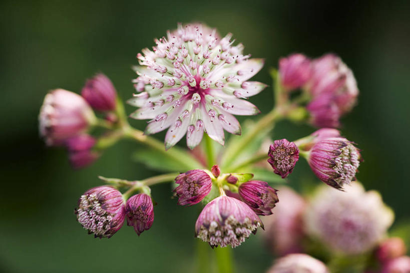 无人,横图,室外,特写,白天,留白,美景,植物,景观,花,花瓣,粉色,绿色,自然,夏天,景色,摄影,生长,成长,环境,脆弱,清新,自然风光,柔焦,苍白,少校,彩图