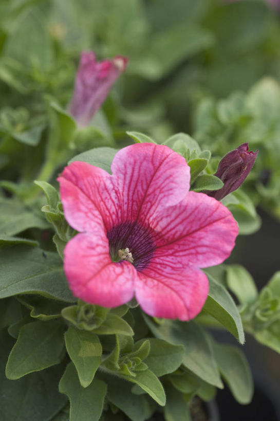 无人,竖图,彩色,室外,特写,白天,留白,美景,植物,盛开,花坛,景观,花蕾,花,花瓣,花朵,鲜花,一朵,粉色,自然,夏天,花苞,花蕊,景色,摄影,生长,五颜六色,环境,色彩斑斓,清新,自然风光,柔焦,五彩缤纷,矮牵牛花,五彩斑斓,五光十色,彩图