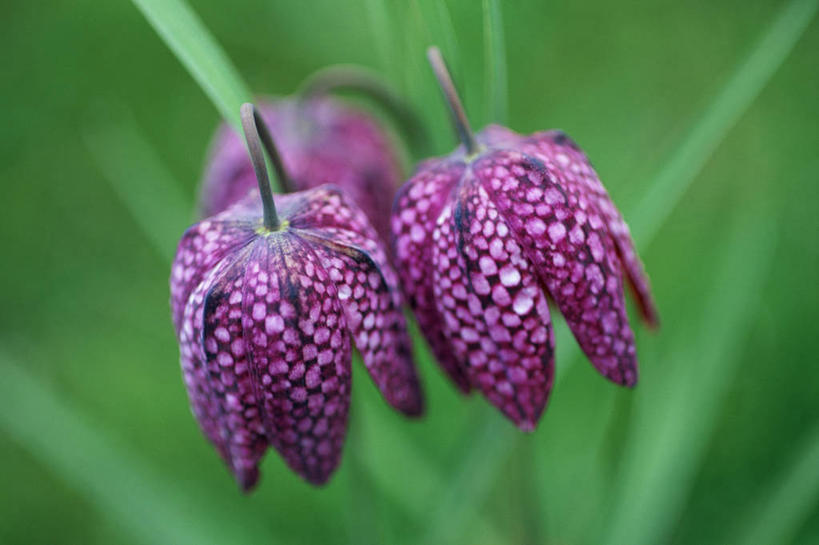 无人,横图,室外,特写,白天,留白,美景,植物,百合花,景观,花,粉色,紫色,自然,春天,景色,摄影,生长,环境,脆弱,清新,自然风光,柔焦,强瞿,花格贝母,式样,贝母,百合,倒仙,番韭,山丹,彩图