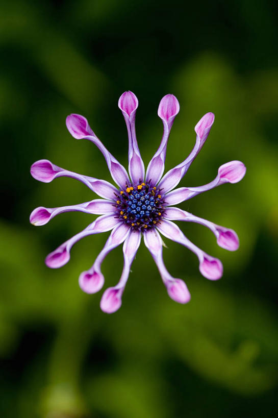 无人,竖图,室外,特写,白天,留白,美景,植物,纸风车,盛开,花坛,景观,非洲雏菊,花蕾,花,花瓣,花朵,鲜花,一朵,一个,粉色,自然,夏天,花苞,花蕊,景色,摄影,生长,单个,环境,清新,自然风光,苍白,彩图