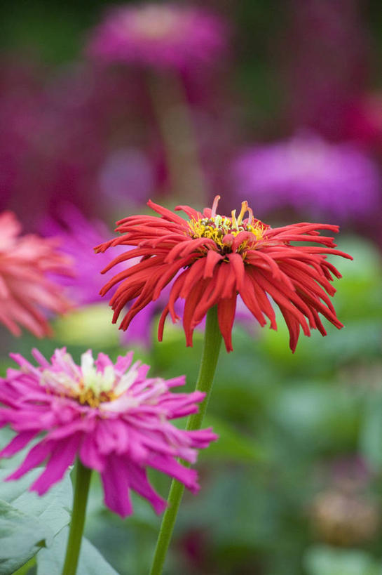 无人,竖图,彩色,室外,特写,白天,留白,美景,植物,花坛,景观,鱼尾菊,花,花瓣,粉色,红色,自然,景色,摄影,多样,五颜六色,环境,色彩斑斓,清新,自然风光,五彩缤纷,五彩斑斓,五光十色,彩图,全画面,全框架,全帧,全画幅