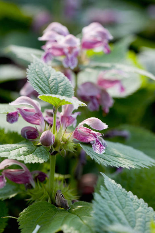 无人,竖图,室外,特写,白天,留白,美景,植物,叶子,景观,花,花瓣,粉色,自然,夏天,景色,摄影,生长,环境,脆弱,草本,清新,自然风光,柔焦,刺荨麻,巨人,彩图