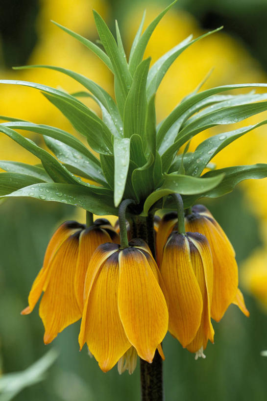 无人,竖图,彩色,室外,特写,白天,美景,植物,百合花,菠萝,叶子,景观,花,花瓣,自然,春天,热带水果,橙色,景色,摄影,五颜六色,环境,色彩斑斓,气候,热带气候,清新,自然风光,五彩缤纷,强瞿,五彩斑斓,贝母,五光十色,百合,倒仙,番韭,山丹,王冠,彩图,全画面,全框架,全帧,全画幅