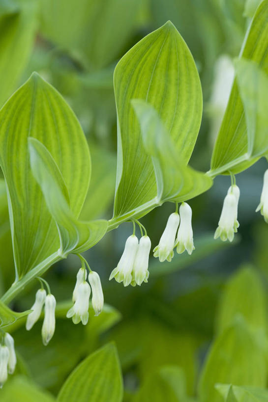 无人,竖图,室外,特写,白天,留白,美景,植物,叶子,景观,花,花瓣,白色,自然,春天,景色,摄影,生长,环境,脆弱,清新,自然风光,圆柱体,柔焦,苍白,三维图形,彩图