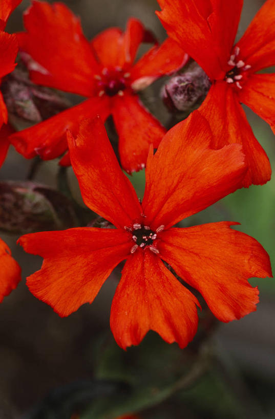 无人,竖图,彩色,室外,特写,白天,留白,美景,植物,景观,花,花瓣,红色,自然,夏天,景色,摄影,五颜六色,环境,色彩斑斓,清新,自然风光,柔焦,五彩缤纷,维苏威火山,蜡烛花,五彩斑斓,五光十色,活火山,彩图,全画面,全框架,全帧,全画幅