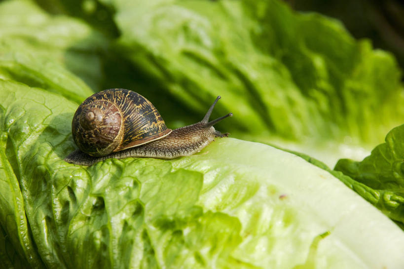 无人,横图,室外,特写,白天,侧面,美景,野生动物,蔬菜,叶子,新鲜,蜗牛,景观,园艺,莴苣,食品,绿叶,饮品,饮食,食物,饮料,自然,动物,嫩叶,景色,摄影,有机食品,绿色食品,环境,可口,自然风光,害虫,腹足动物,适口,叶,叶片,彩图
