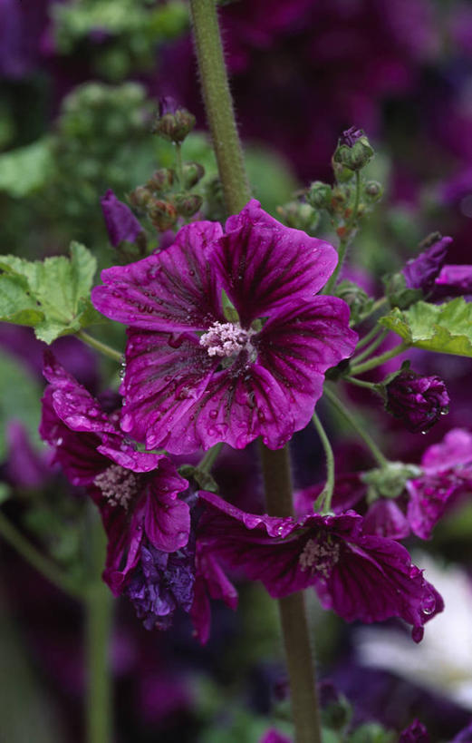 无人,竖图,彩色,室外,特写,白天,留白,美景,植物,景观,花,花瓣,紫色,自然,夏天,景色,摄影,五颜六色,环境,色彩斑斓,清新,自然风光,柔焦,五彩缤纷,五彩斑斓,金钱紫花葵,锦葵,荆葵,钱葵,淑气花,小白淑气花,恩惠,五光十色,彩图