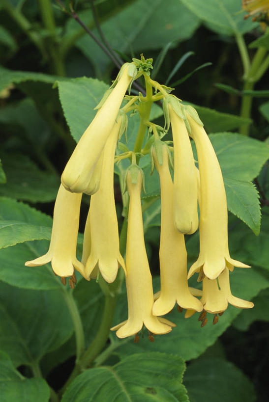 无人,竖图,室外,特写,白天,留白,美景,植物,景观,铜管乐器,小号,花,花瓣,黄色,自然,夏天,景色,摄影,生长,环境,清新,自然风光,圆柱体,苍白,三维图形,彩图