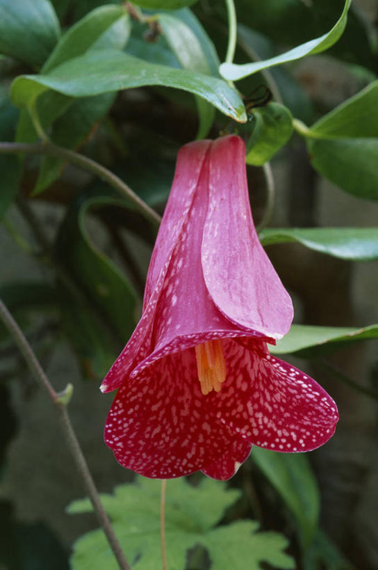 无人,竖图,彩色,室外,特写,白天,留白,美景,植物,斑点,景观,花,花瓣,一个,粉色,红色,自然,景色,摄影,生长,单个,灌木,五颜六色,环境,色彩斑斓,清新,自然风光,五彩缤纷,常绿树,蜀葵,五彩斑斓,式样,五光十色,彩图