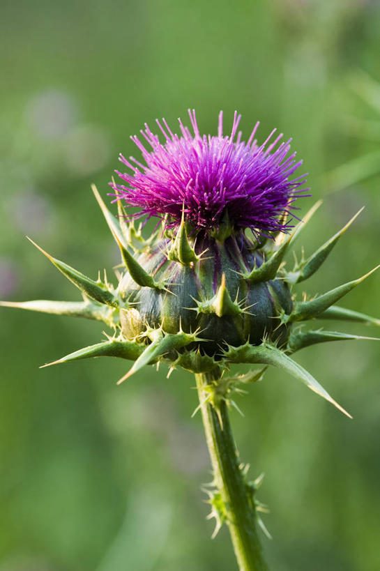 无人,竖图,彩色,室外,特写,白天,留白,美景,植物,锐利,盛开,景观,花蕾,花,花瓣,花朵,鲜花,一朵,一个,紫色,自然,夏天,花苞,花蕊,蓟,景色,摄影,生长,单个,五颜六色,环境,色彩斑斓,锋利,尖锐,清新,荆棘,自然风光,五彩缤纷,五彩斑斓,五光十色,彩图,二年生植物