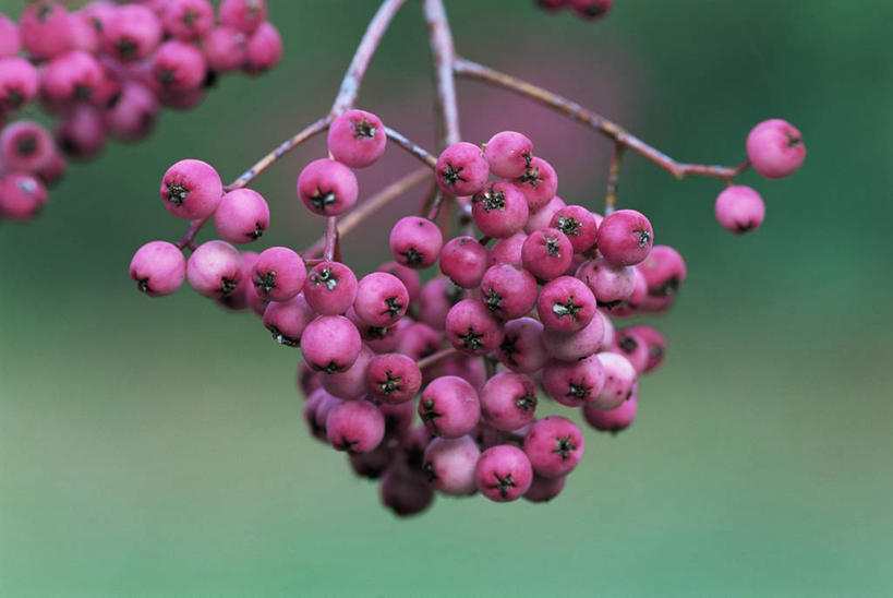 无人,横图,彩色,室外,特写,白天,留白,美景,植物,浆果,水果,景观,食品,种子,枝,饮食,树,粉色,红色,自然,景色,季节,转,忧伤,摄影,生长,五颜六色,环境,色彩斑斓,美好,清新,自然风光,善良,痛苦,改变,五彩缤纷,忠诚,落叶树,蜀葵,五彩斑斓,花楸,红果臭山槐,五光十色,百华花楸,马加木,秋天,彩图,哭泣,欧洲花楸