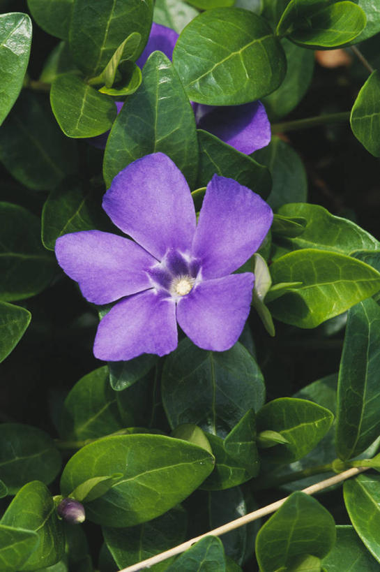 无人,攀登,竖图,彩色,室外,特写,白天,快乐,美景,植物,叶子,光线,景观,光芒,花,花瓣,紫色,自然,景色,摄影,青春,灌木,五颜六色,回忆,环境,色彩斑斓,清新,自然风光,五彩缤纷,户外活动,五彩斑斓,坚贞,日日草,日日春,四时春,五光十色,长春花,彩图,全画面,全框架,全帧,全画幅