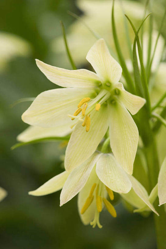 无人,竖图,室外,特写,白天,留白,美景,植物,百合花,景观,花,花瓣,自然,春天,景色,摄影,环境,清新,自然风光,柔焦,强瞿,贝母,百合,倒仙,番韭,山丹,王冠,彩图,全画面,全框架,全帧,全画幅