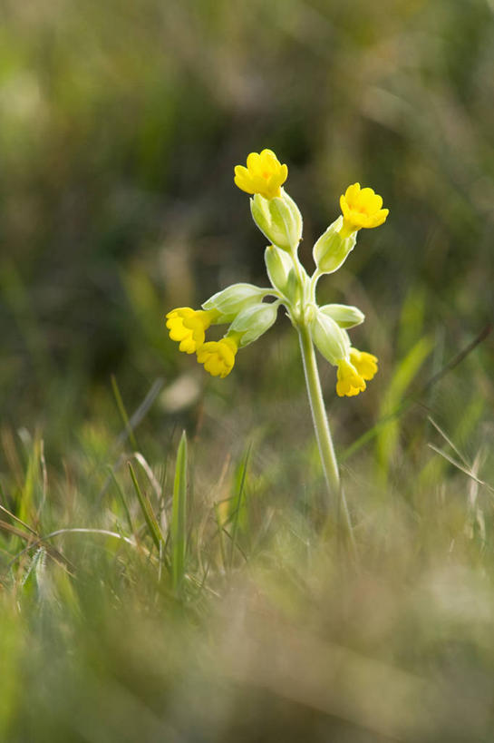无人,竖图,彩色,室外,特写,白天,留白,草地,美景,植物,盛开,景观,田地,野花,花蕾,草,花,花瓣,花朵,鲜花,一朵,一个,黄色,自然,春天,花苞,花蕊,景色,摄影,生长,单个,五颜六色,环境,色彩斑斓,清新,自然风光,柔焦,五彩缤纷,五彩斑斓,樱草花,五光十色,黄花九轮草,彩图