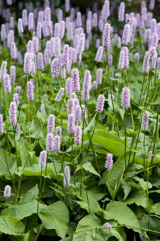 无人,竖图,室外,白天,美景,植物,叶子,景观,尖顶,荞麦,花,花瓣,粉色,绿色,紫色,自然,夏天,景色,摄影,生长,成长,环境,锋利,尖锐,清新,自然风光,苍白,彩图,全画面,全框架,全帧,蓼,全画幅