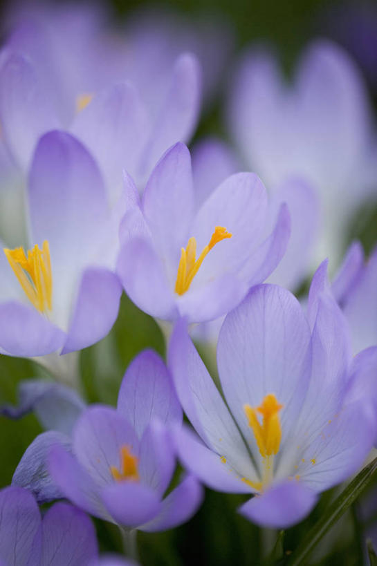 无人,竖图,室外,特写,白天,留白,快乐,美景,植物,景观,藏红花,花,花瓣,蓝色,紫色,自然,春天,景色,摄影,生长,保护,环境,番红花,脆弱,清新,自然风光,柔焦,西红花,彩图,月,二月