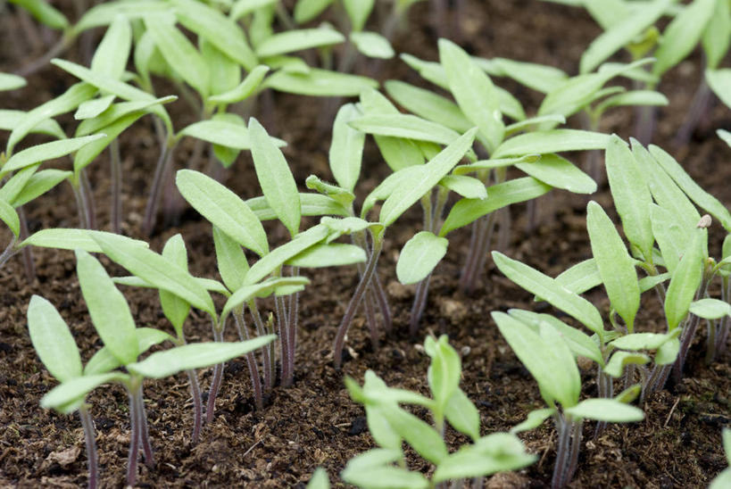 无人,横图,室外,特写,白天,留白,农业,美景,植物,蔬菜,西红柿,叶子,一排,整齐,景观,泥土,园艺,食品,排列,自然,春天,景色,摄影,生长,环境,队列,清新,显现,自然风光,秧苗,阿利坎特,开端,彩图,全画面,全框架,全帧,全画幅,白色海岸