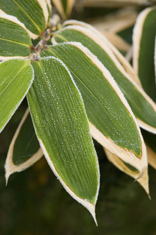 无人,竖图,室外,特写,白天,留白,美景,植物,竹子,叶子,景观,自然,景色,力量,颜色,摄影,环境,清新,自然风光,彩图,全画面,全框架,全帧,全画幅