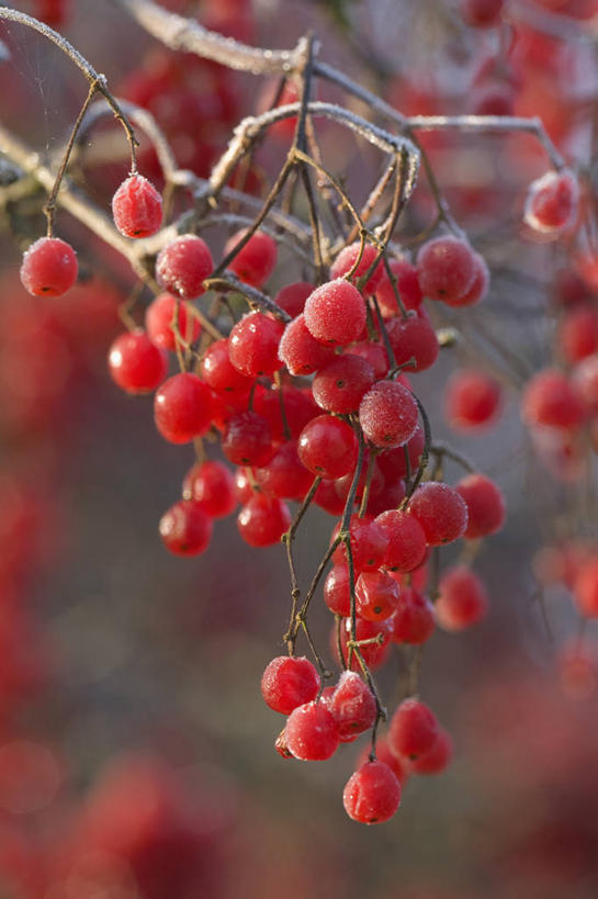 无人,竖图,彩色,室外,特写,白天,留白,美景,植物,浆果,水果,圣诞节,景观,冬天,食品,种子,枝,霜,红色,自然,景色,季节,摄影,生长,灌木,五颜六色,环境,色彩斑斓,清新,自然风光,柔焦,五彩缤纷,荚莲,落叶树,五彩斑斓,五光十色,秋天,彩图,孩儿拳,月