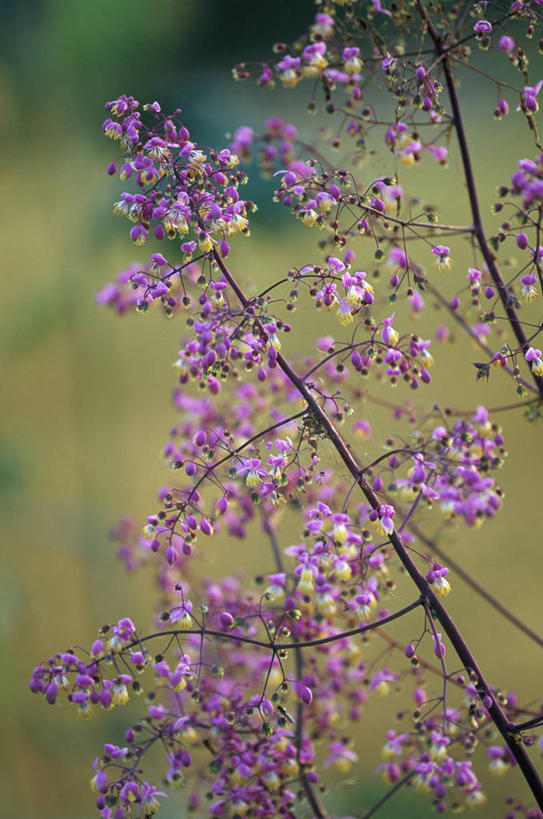 无人,竖图,室外,白天,留白,美景,植物,小的,景观,茎,花,花瓣,粉色,自然,夏天,景色,摄影,生长,环境,脆弱,清新,自然风光,柔焦,苍白,彩图,唐松草