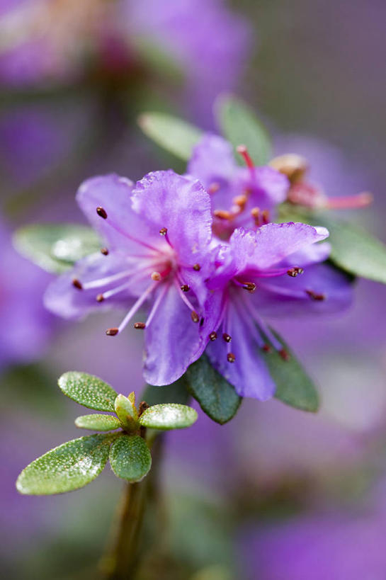 无人,竖图,彩色,室外,特写,白天,留白,美景,植物,杜鹃花,景观,杜鹃,花,花瓣,紫色,自然,春天,景色,摄影,灌木,五颜六色,喜悦,环境,色彩斑斓,克制,清新,自然风光,柔焦,五彩缤纷,落叶树,红杜鹃,满山红,清明花,清时,山踯躅,红踯躅,五彩斑斓,节制,欣喜,五光十色,山石榴,映山红,彩图,全画面,全框架,全帧,全画幅