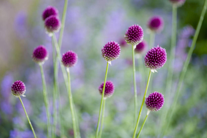 无人,横图,竖图,彩色,室外,特写,白天,留白,美景,植物,景观,茎,花,花瓣,粉色,自然,夏天,景色,摄影,生长,五颜六色,环境,色彩斑斓,清新,自然风光,柔焦,五彩缤纷,五彩斑斓,五光十色,彩图,洋葱花