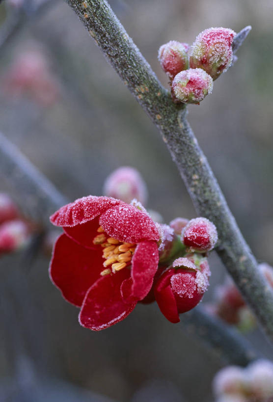 无人,竖图,彩色,室外,特写,白天,留白,美景,植物,水果,冰,景观,冬天,枝,天气,花蕾,霜,花,花瓣,花朵,红色,自然,春天,景色,寒冷,摄影,生长,灌木,五颜六色,环境,色彩斑斓,早晨,清新,自然风光,五彩缤纷,落叶树,温柏,五彩斑斓,五光十色,彩图,全画面,全框架,全帧,全画幅