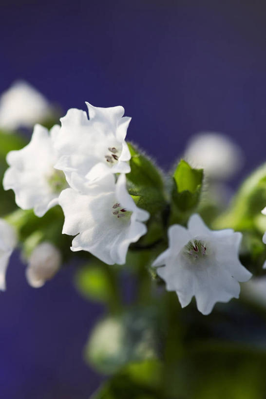 无人,竖图,室外,特写,白天,留白,美景,植物,景观,花,白色,自然,春天,景色,摄影,环境,草本,清新,自然风光,柔焦,苍白,彩图,兜藓