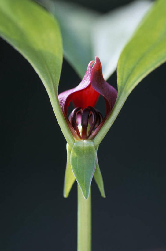 无人,竖图,彩色,室外,特写,白天,留白,美景,植物,百合花,叶子,黑色背景,景观,花,花瓣,一个,红色,黑色,自然,春天,景色,摄影,生长,单个,五颜六色,环境,色彩斑斓,清新,自然风光,柔焦,五彩缤纷,延龄草,五彩斑斓,五光十色,彩图,吸虫