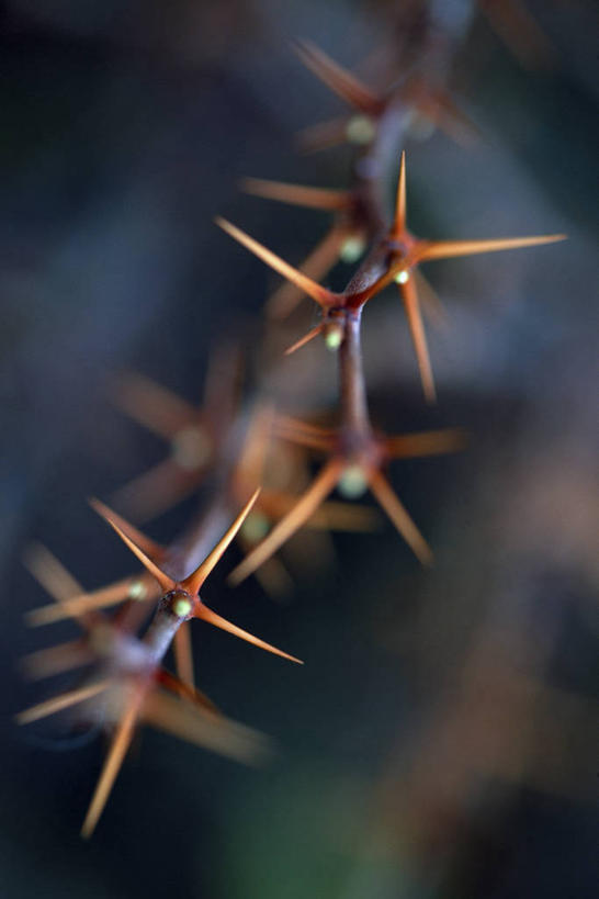 无人,竖图,室外,特写,白天,留白,美景,植物,锐利,景观,褐色,茎,自然,橙色,景色,摄影,生长,环境,锋利,尖锐,荆棘,自然风光,柔焦,肌理,彩图