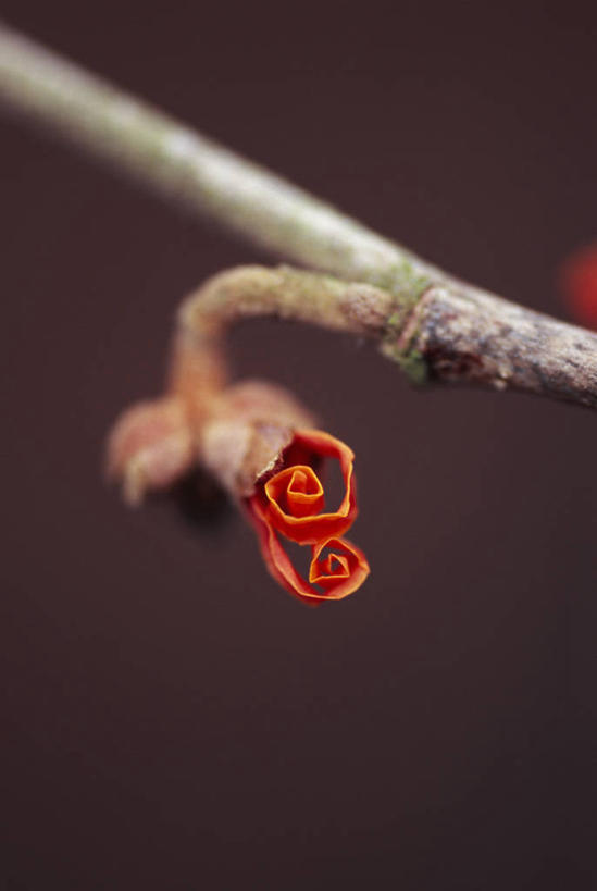 无人,竖图,彩色,室外,特写,白天,留白,美景,植物,环绕,缠绕,景观,冬天,枝,花蕾,花,花瓣,自然,打开,橙色,景色,摄影,生长,灌木,五颜六色,环境,色彩斑斓,脆弱,开启,清新,显现,自然风光,柔焦,纠缠,五彩缤纷,爱神,落叶树,漩涡形,螺线,五彩斑斓,五光十色,开端,彩图,北美金缕梅,卷须