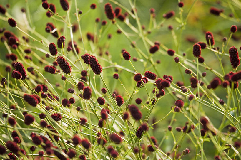 无人,横图,室外,白天,美景,植物,风,芦笋,景观,花,花瓣,红色,自然,夏天,景色,摄影,生长,环境,清新,自然风光,柔焦,阿纳姆,彩图,全画面,全框架,全帧,全画幅,海尔德兰