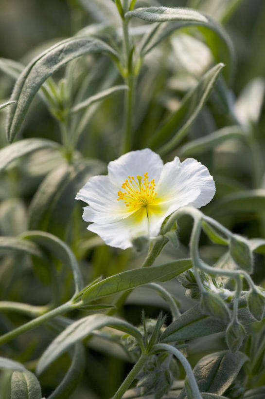 无人,竖图,室外,特写,白天,留白,美景,植物,叶子,盛开,景观,花蕾,花,花瓣,花朵,鲜花,一朵,黄色,白色,自然,夏天,花苞,花蕊,景色,摄影,生长,灌木,环境,脆弱,清新,自然风光,柔焦,岩蔷薇,彩图